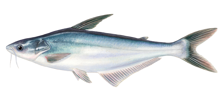 pangasius