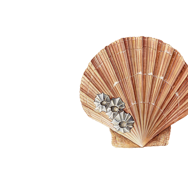 Coquille Saint-Jacques