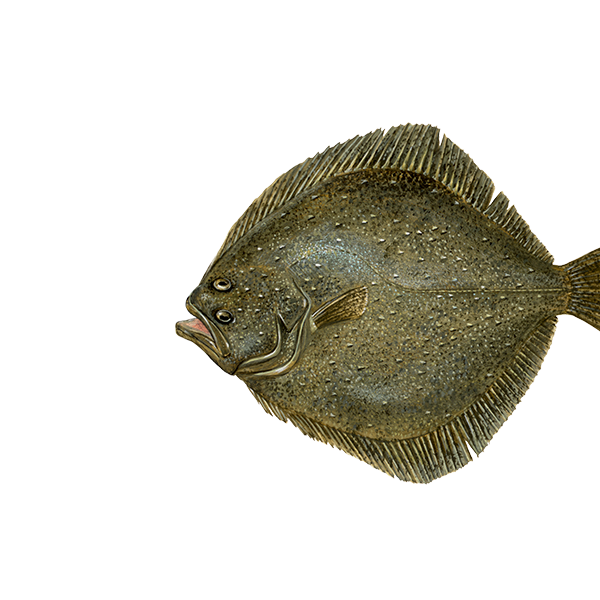 Turbot