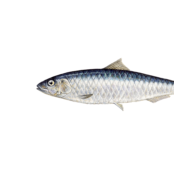 Sardine