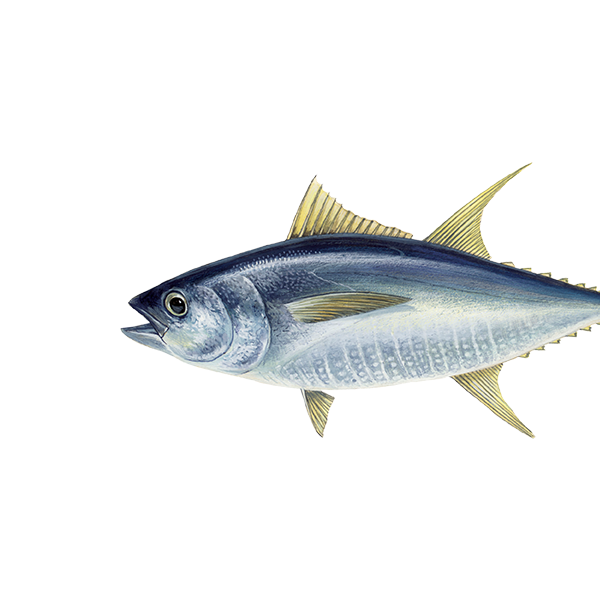 Thon albacore