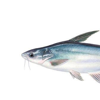 Le pangasius