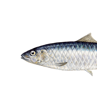 La sardine